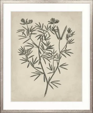 Botanical Splendour IV by Designer Boys, a Premium Art for sale on Style Sourcebook