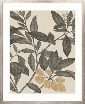 Cooks Floral Specimen I by Designer Boys, a Premium Art for sale on Style Sourcebook