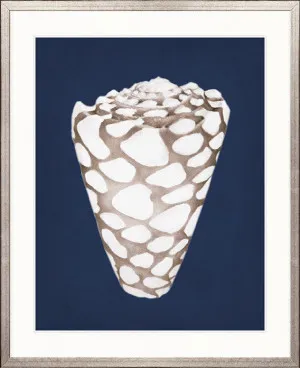 La Mesa Bay Shell II by Designer Boys, a Premium Art for sale on Style Sourcebook