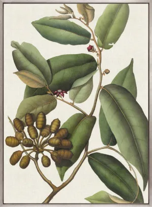 Botanical Specimen V (Canvas) by Designer Boys, a Premium Art for sale on Style Sourcebook