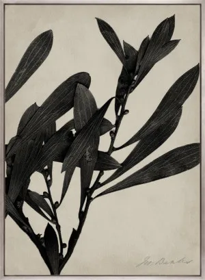 Endeavour Specimen III (Canvas) by Designer Boys, a Premium Art for sale on Style Sourcebook