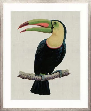 Colourful Toucan IV by Designer Boys, a Premium Art for sale on Style Sourcebook