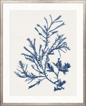 Seaweed Subject XXIV (Indigo) by Designer Boys, a Premium Art for sale on Style Sourcebook