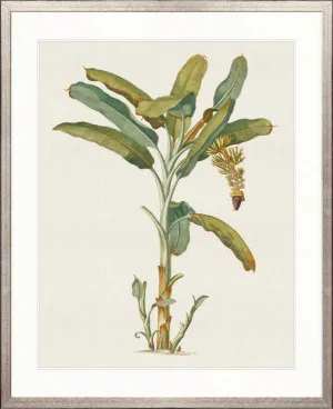 Tropical Splendour I by Designer Boys, a Premium Art for sale on Style Sourcebook