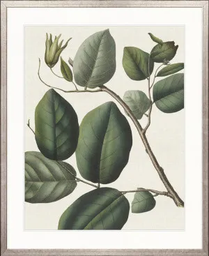 Botanical Specimen IV by Designer Boys, a Premium Art for sale on Style Sourcebook