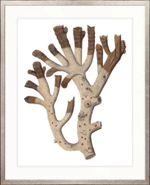 Exotic Coral V by Designer Boys, a Premium Art for sale on Style Sourcebook