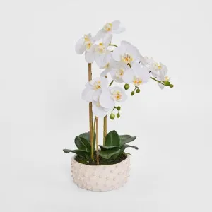 Spike Real Touch Potted Phalaenopsis Orchid LGE by Florabelle Living, a Decorative Accessories for sale on Style Sourcebook