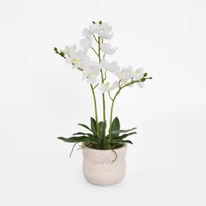 Potted Ascocenda Orchid by Florabelle Living, a Decorative Accessories for sale on Style Sourcebook