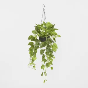 Potted Hanging Real Touch Scindapsus Bush 83cm by Florabelle Living, a Christmas for sale on Style Sourcebook