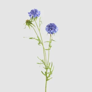 Double Head Cornflower Blue by JMC FLORALS, a Plants for sale on Style Sourcebook