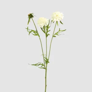 Double Head Cornflower White by JMC FLORALS, a Plants for sale on Style Sourcebook