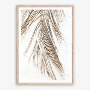 Dried Palm Leaf II Photo Art Print by The Print Emporium, a Prints for sale on Style Sourcebook