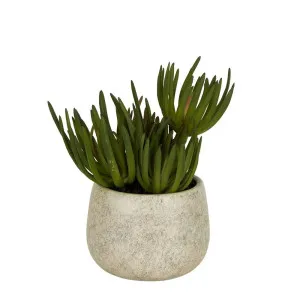 Artificial Flora Potted Succulents in Grey Pot Small 21.5cm by Florabelle Living, a Plants for sale on Style Sourcebook