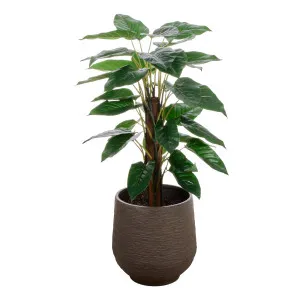 Philodendron Trillium 76x133cm in Green by OZ Design, a Plants for sale on Style Sourcebook