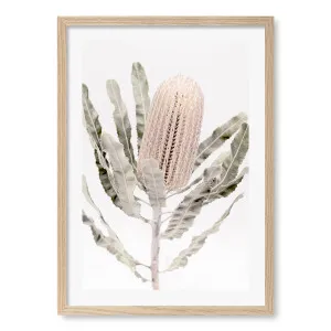 Banksia Native Flower Framed Art Print by Profile Australia, a Prints for sale on Style Sourcebook