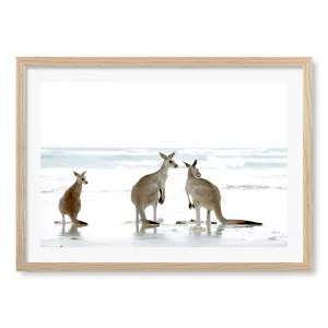 Kangaroo Beach Framed Art Print by Profile Australia, a Prints for sale on Style Sourcebook