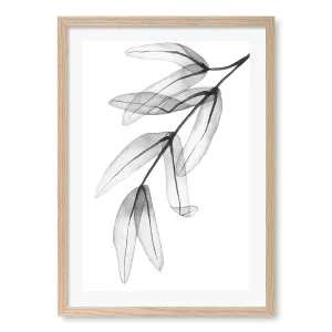 Eucalyptus Feather Leaves Framed Art Print by Profile Australia, a Prints for sale on Style Sourcebook
