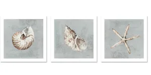 Sand And Seashells, Style A, B & C, Set Of 3 by Gioia Wall Art, a Prints for sale on Style Sourcebook