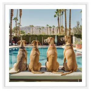 Dukes Framed Print in 118 x 118cm by OZ Design, a Prints for sale on Style Sourcebook
