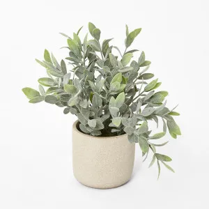 Potted Melon Seed Leaves by Florabelle Living, a Plants for sale on Style Sourcebook