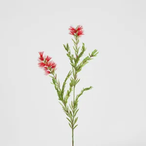 Bottle Brush Spray 84cm Red by Florabelle Living, a Plants for sale on Style Sourcebook