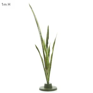 Mother-in-Law's Tongue succulent 1.05m by Florabelle Living, a Plants for sale on Style Sourcebook