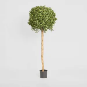 Boxwood Ball Tree 1.5m by TREE CREATIONS, a Plants for sale on Style Sourcebook