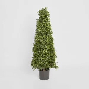 Boxwood Pyramid Tree 1m by TREE CREATIONS, a Plants for sale on Style Sourcebook