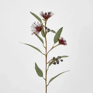 Flowering Eucalyptus Red by JMC FLORALS, a Plants for sale on Style Sourcebook