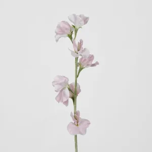 Sweetpea Light Pink by JMC FLORALS, a Plants for sale on Style Sourcebook