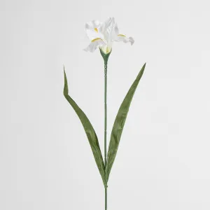 Iris White by JMC FLORALS, a Plants for sale on Style Sourcebook