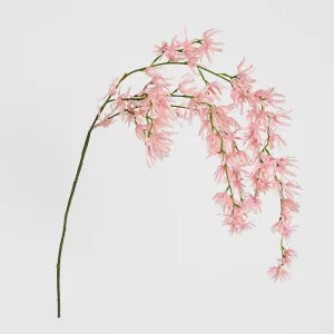 Orchid Spider Hanging 1.1m Pink by Florabelle Living, a Plants for sale on Style Sourcebook