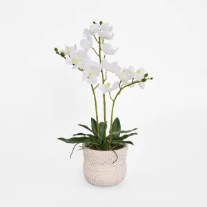 Potted Ascocenda Orchid by Florabelle Living, a Plants for sale on Style Sourcebook