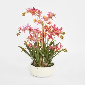 Deluxe Potted Cycnoches Orchid by Florabelle Living, a Plants for sale on Style Sourcebook