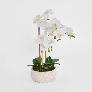 Spike Real Touch Potted Phalaenopsis Orchid LGE by Florabelle Living, a Plants for sale on Style Sourcebook