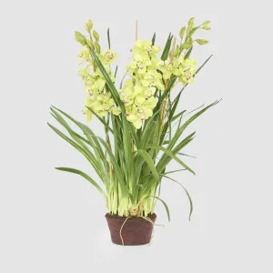 Cymbidium Giant Paper Pot 1.1m Light Green by Florabelle Living, a Plants for sale on Style Sourcebook