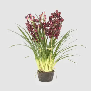 Cymbidium Giant Paper Pot 1.1m Burgundy by Florabelle Living, a Plants for sale on Style Sourcebook