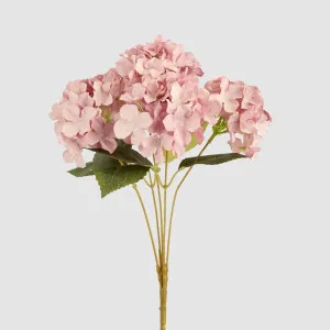 Hydrangea Buch With 5 Heads Pink by JMC FLORALS, a Plants for sale on Style Sourcebook