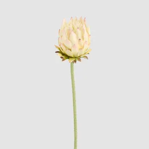 Protea Stem 60cm Light Pink by JMC FLORALS, a Plants for sale on Style Sourcebook