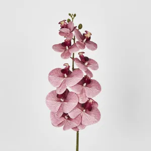 Dusty Pink Phalaenopsis Orchid spray by JMC FLORALS, a Plants for sale on Style Sourcebook