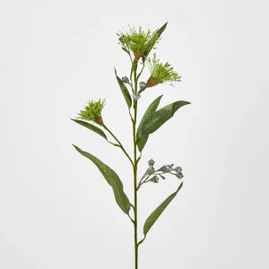 Flowering Eucalpytus Green by JMC FLORALS, a Plants for sale on Style Sourcebook