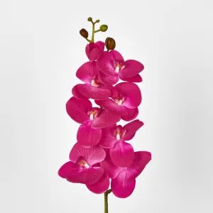 Phalaenopsis Orchid Spray with 7 Flowers Fuchsia by JMC FLORALS, a Plants for sale on Style Sourcebook