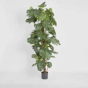 Split-Leaf Philodendron 1.9m by TREE CREATIONS, a Plants for sale on Style Sourcebook