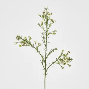 Wax Flower Cream 64cm by JMC FLORALS, a Plants for sale on Style Sourcebook