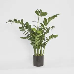 Smargago Plant 1.1m by TREE CREATIONS, a Plants for sale on Style Sourcebook
