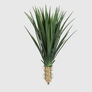 Yucca Rostrata 65cm by TREE CREATIONS, a Plants for sale on Style Sourcebook
