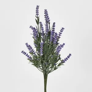 Lavender Bush Dark Purple by JMC FLORALS, a Plants for sale on Style Sourcebook