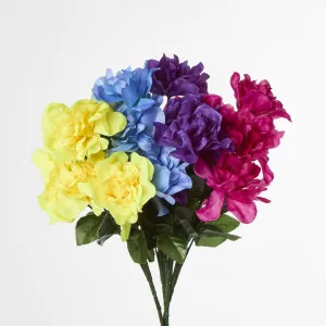 Dahlia Bush 50cm Asstd Box Qty Only by JMC FLORALS, a Plants for sale on Style Sourcebook