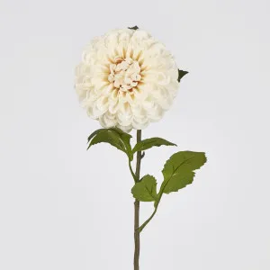 Single Ball Dahlia 74cm Cream by JMC FLORALS, a Plants for sale on Style Sourcebook