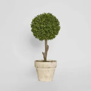 Boxwood Topiary 47cm by TREE CREATIONS, a Plants for sale on Style Sourcebook